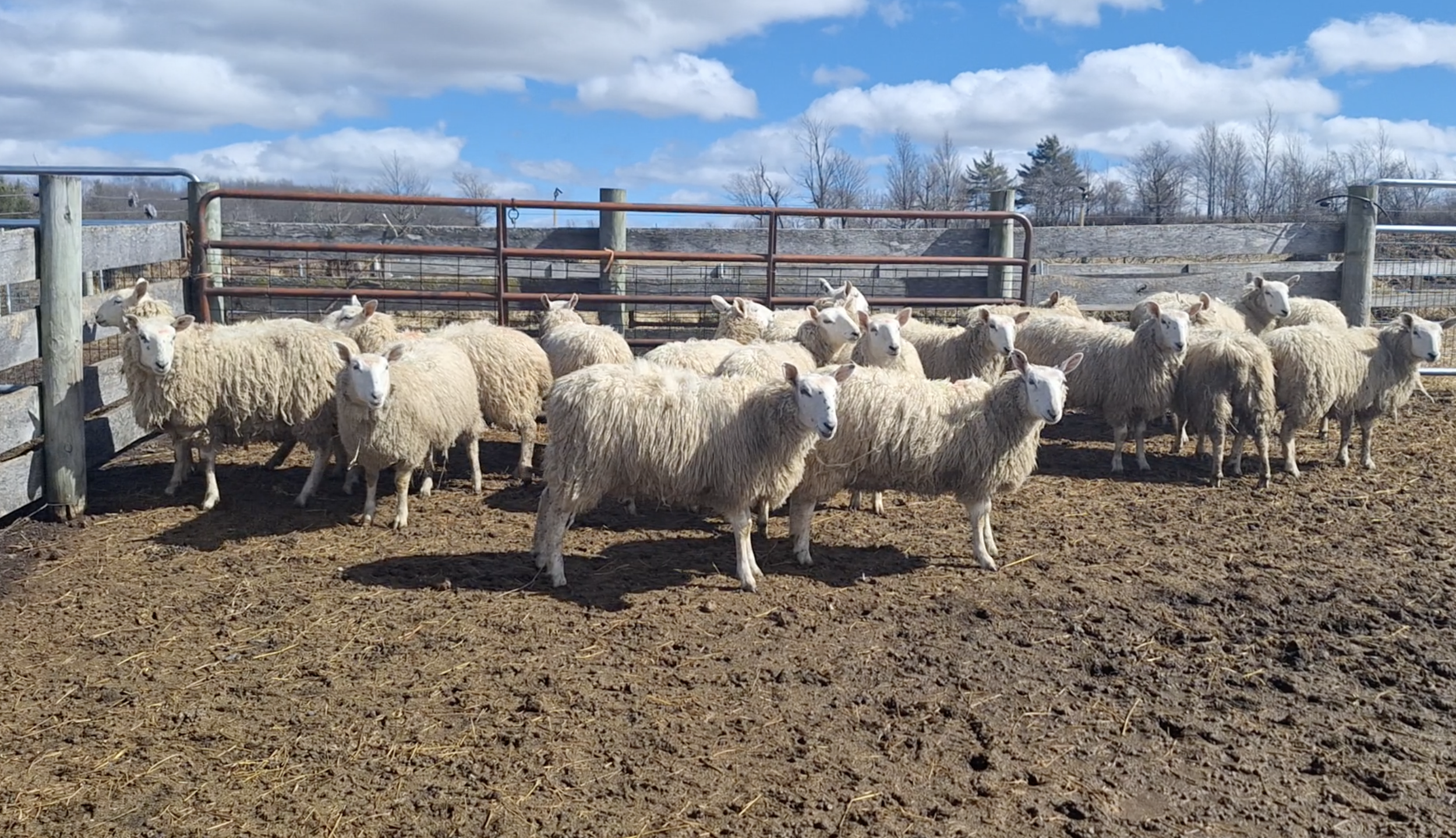 Scottish Halfbred Program