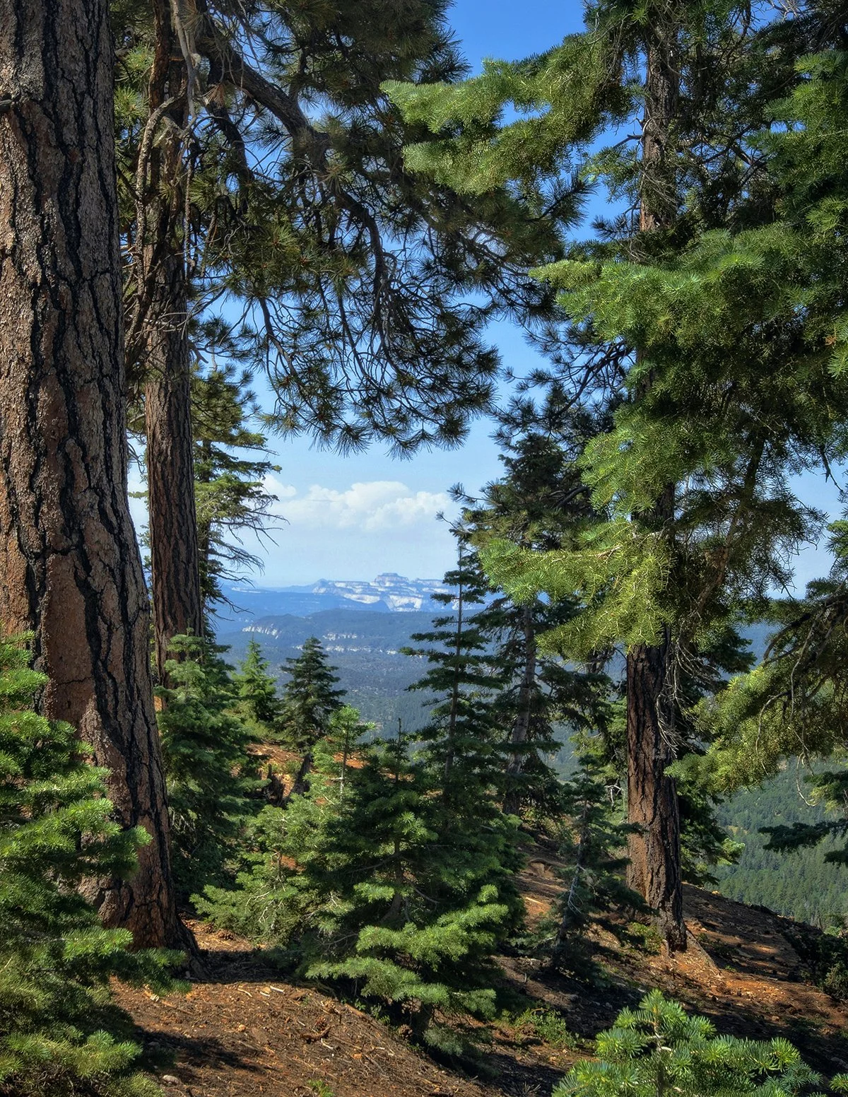 "Winding Through," Virgin River, Zion