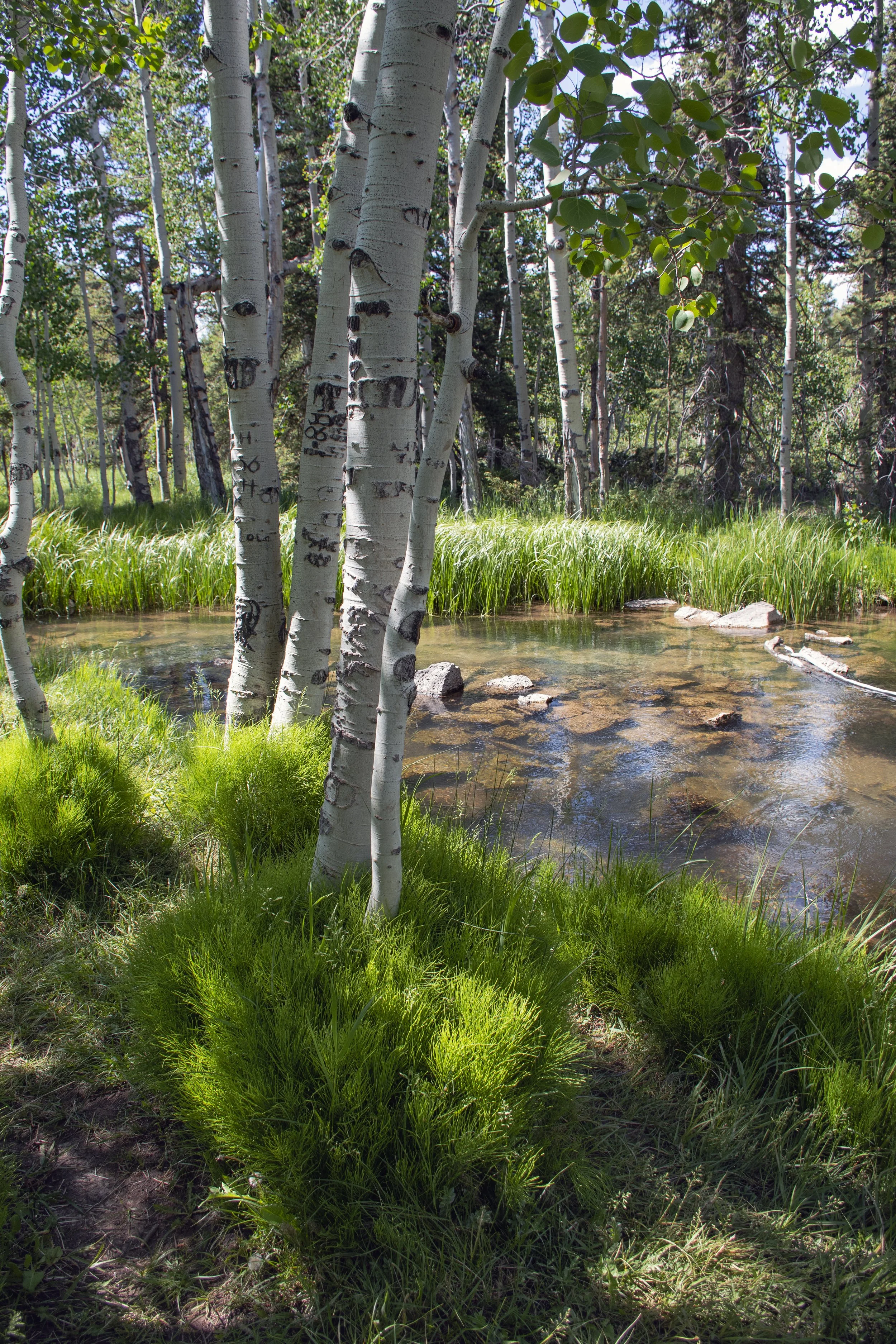 "Duck Creek," Cedar Mountain, Utah