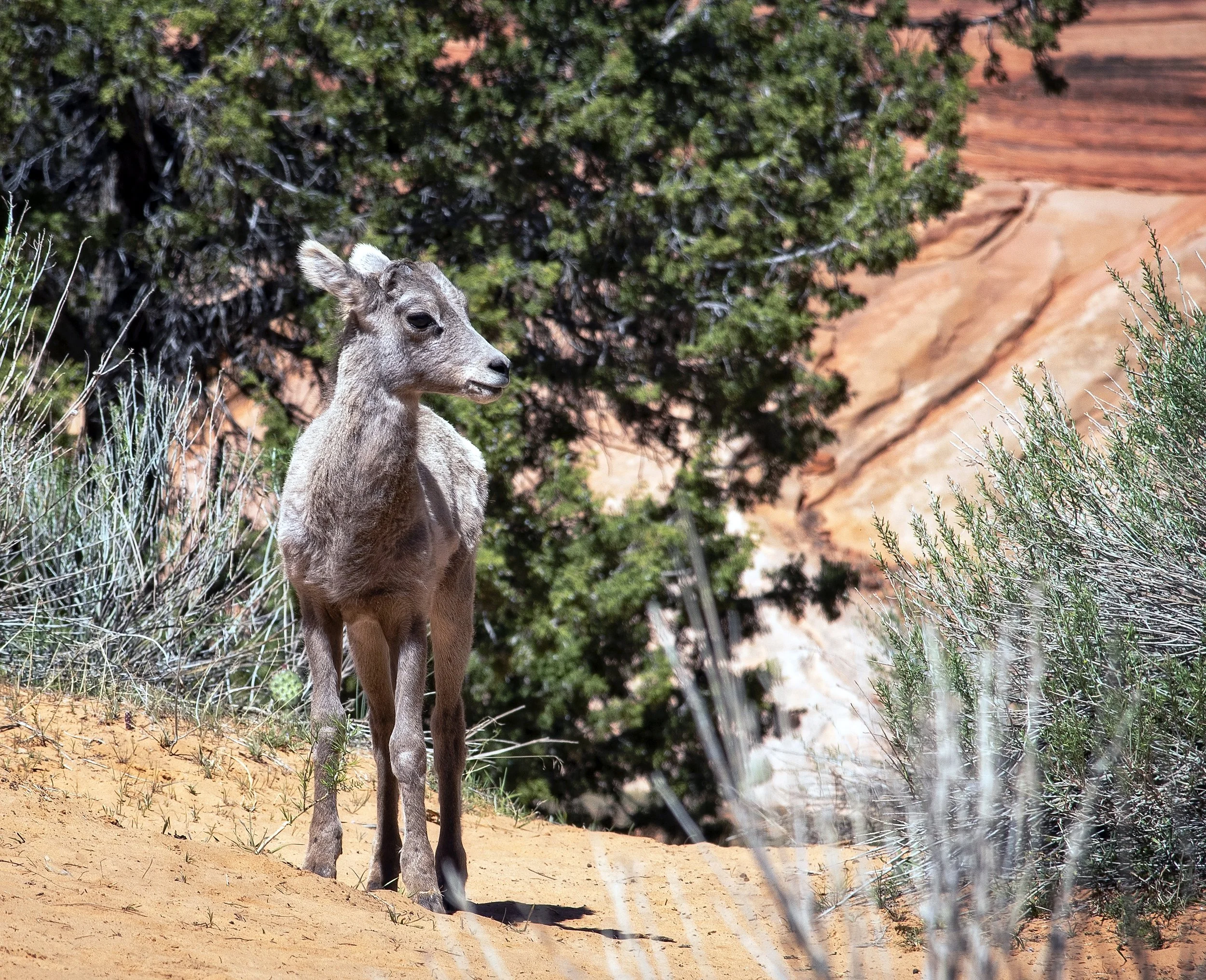 DSC_9811 Edited copy.jpg