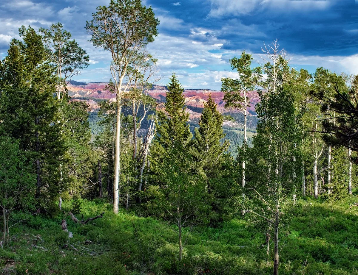"Through the Trees", Near Cedar Breaks, Utah
