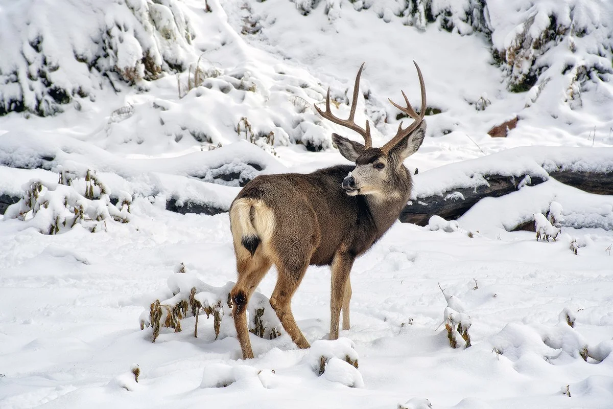 "Frozen," Mule Deer Buck, Zion 