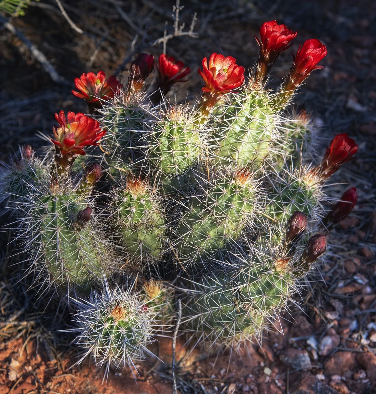 Claret Cup Cactus