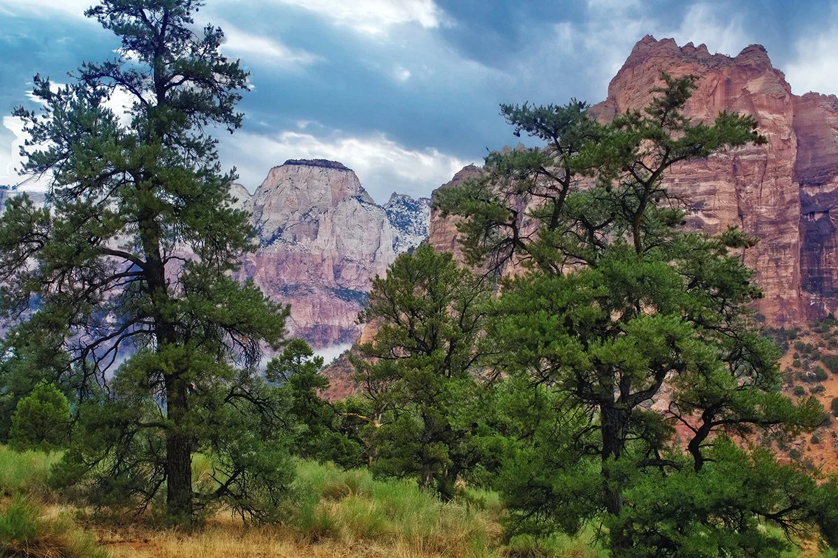 Foggy Sentinel copy.jpg