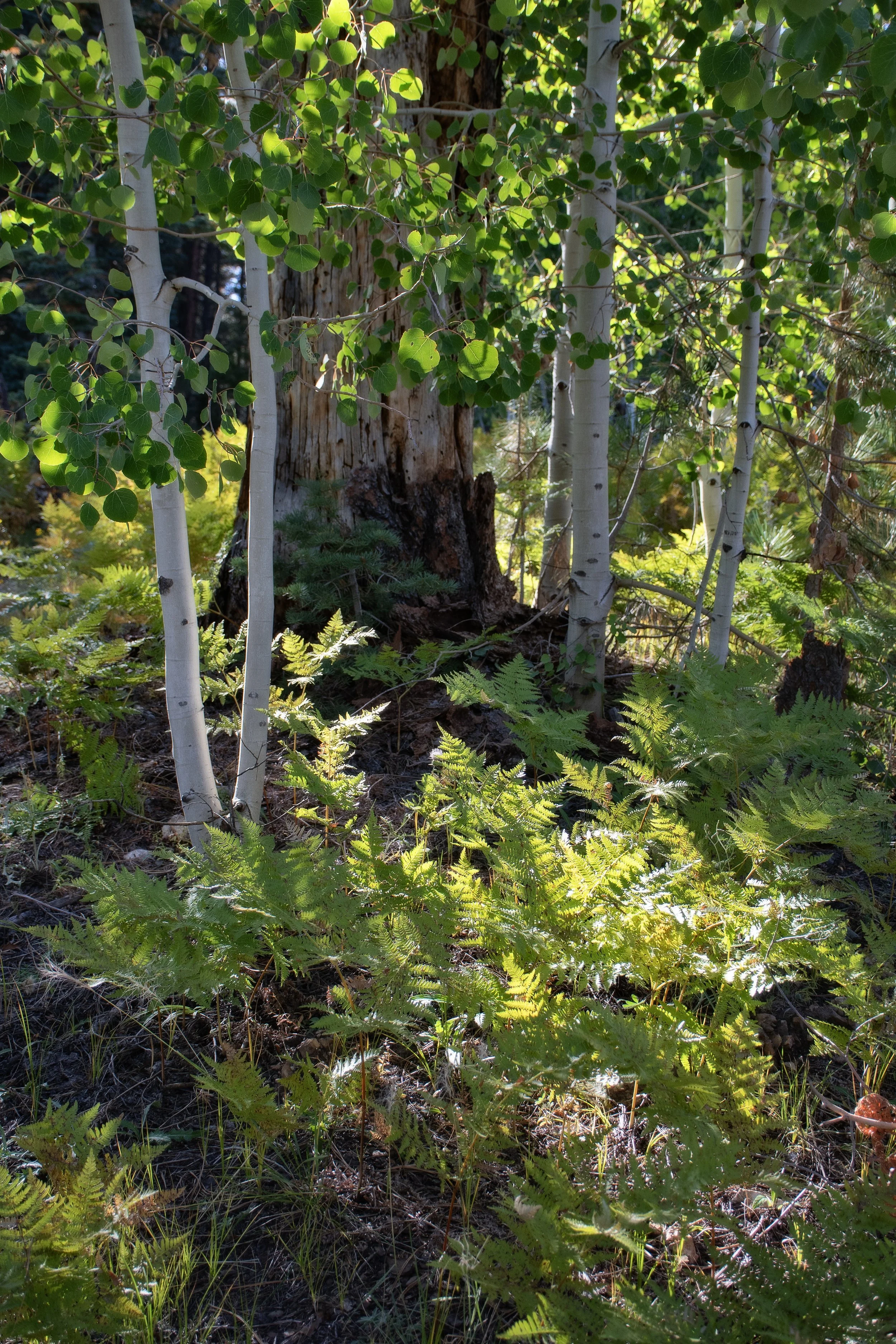 Widforss Trail, Grand Canyon N.R.