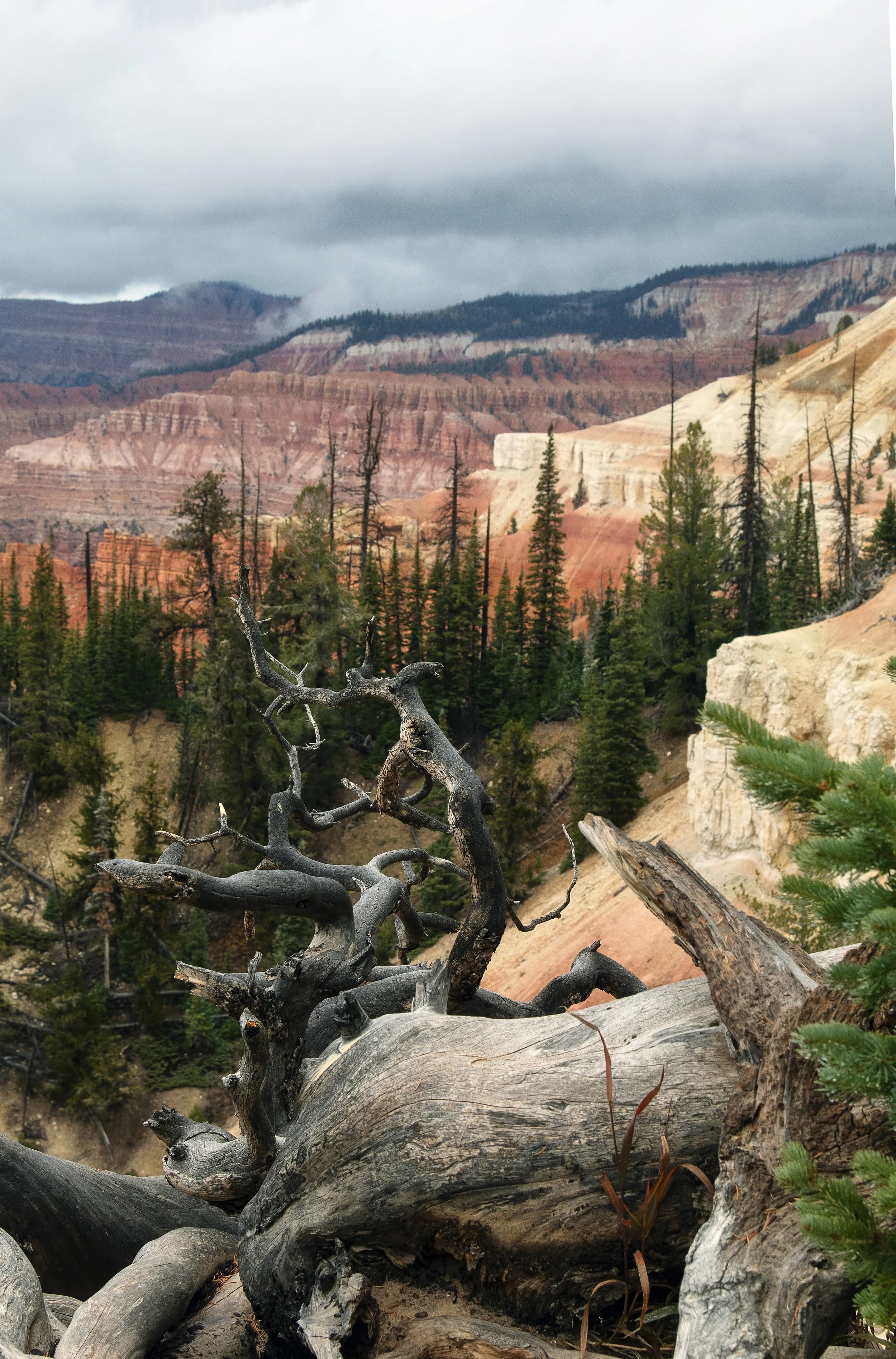 "Gnarly Lookout," Cedar Breaks, Utah