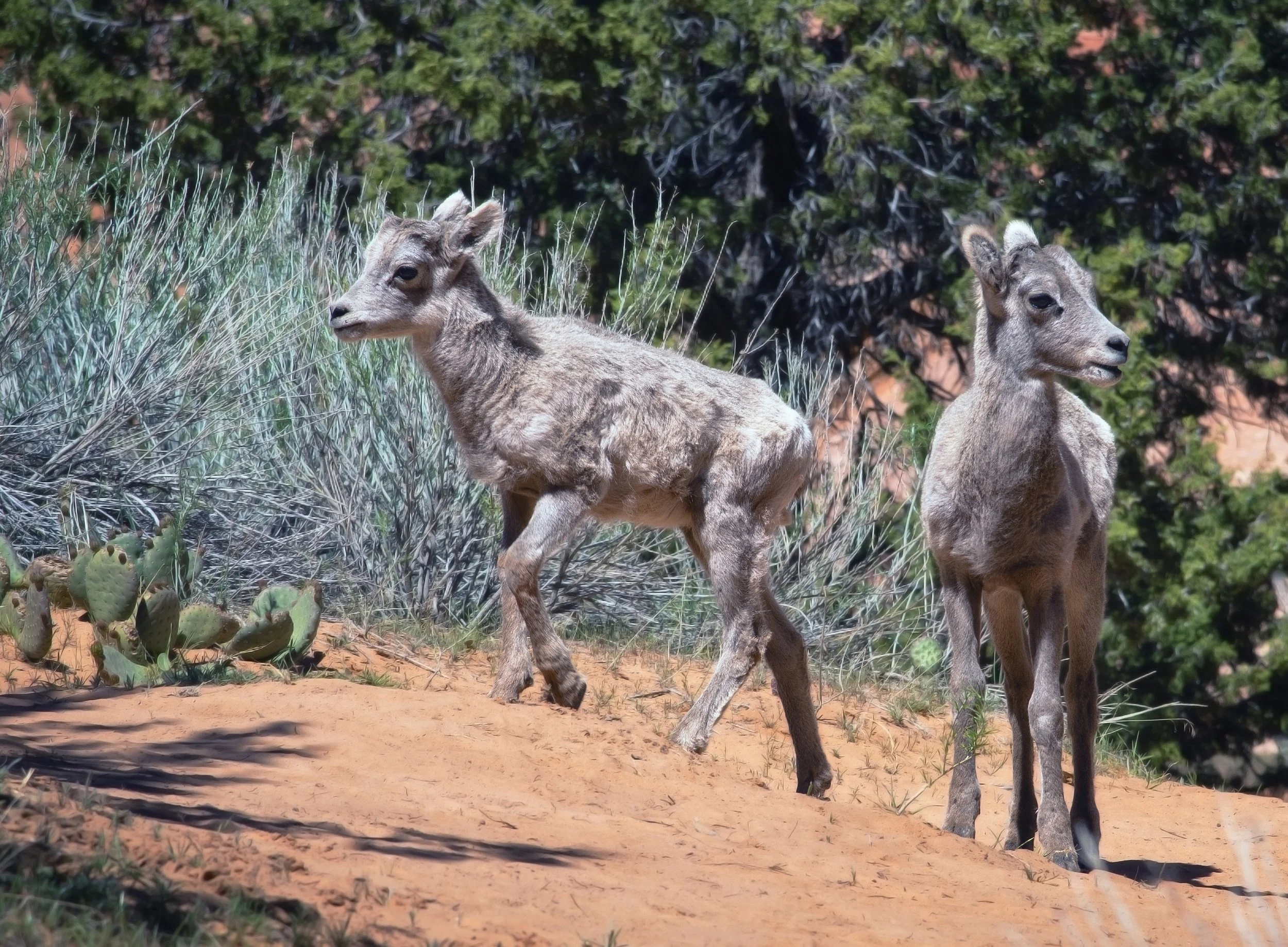 DSC_9808 Edited copy.jpg