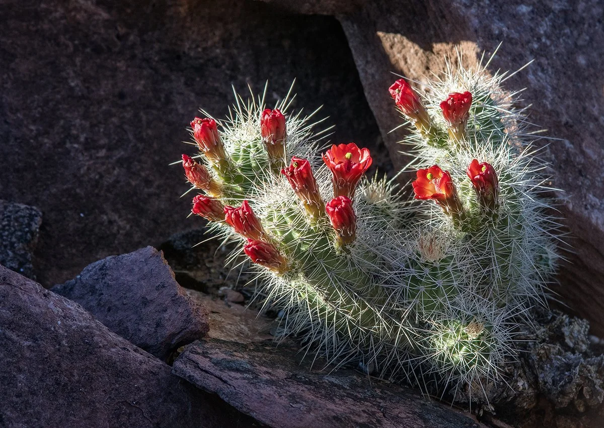 DSC_0031 EDITED sm.jpg