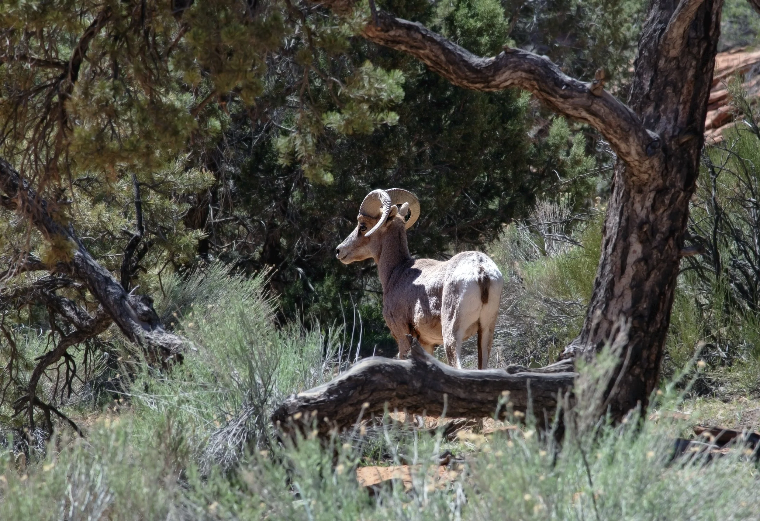 DSC_9819 Edited copy.jpg