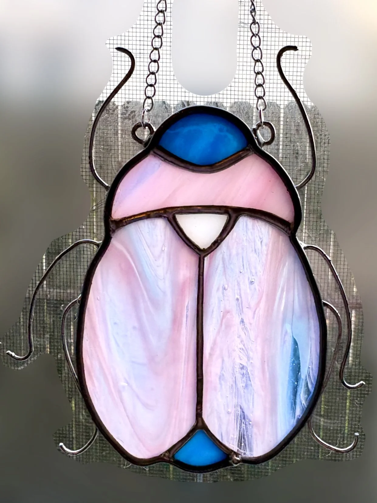 Trans Flag Beetle, Pink, blue, and white