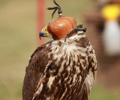 Wearing Blinders? Redefining "Success" during Mercury Retrograde