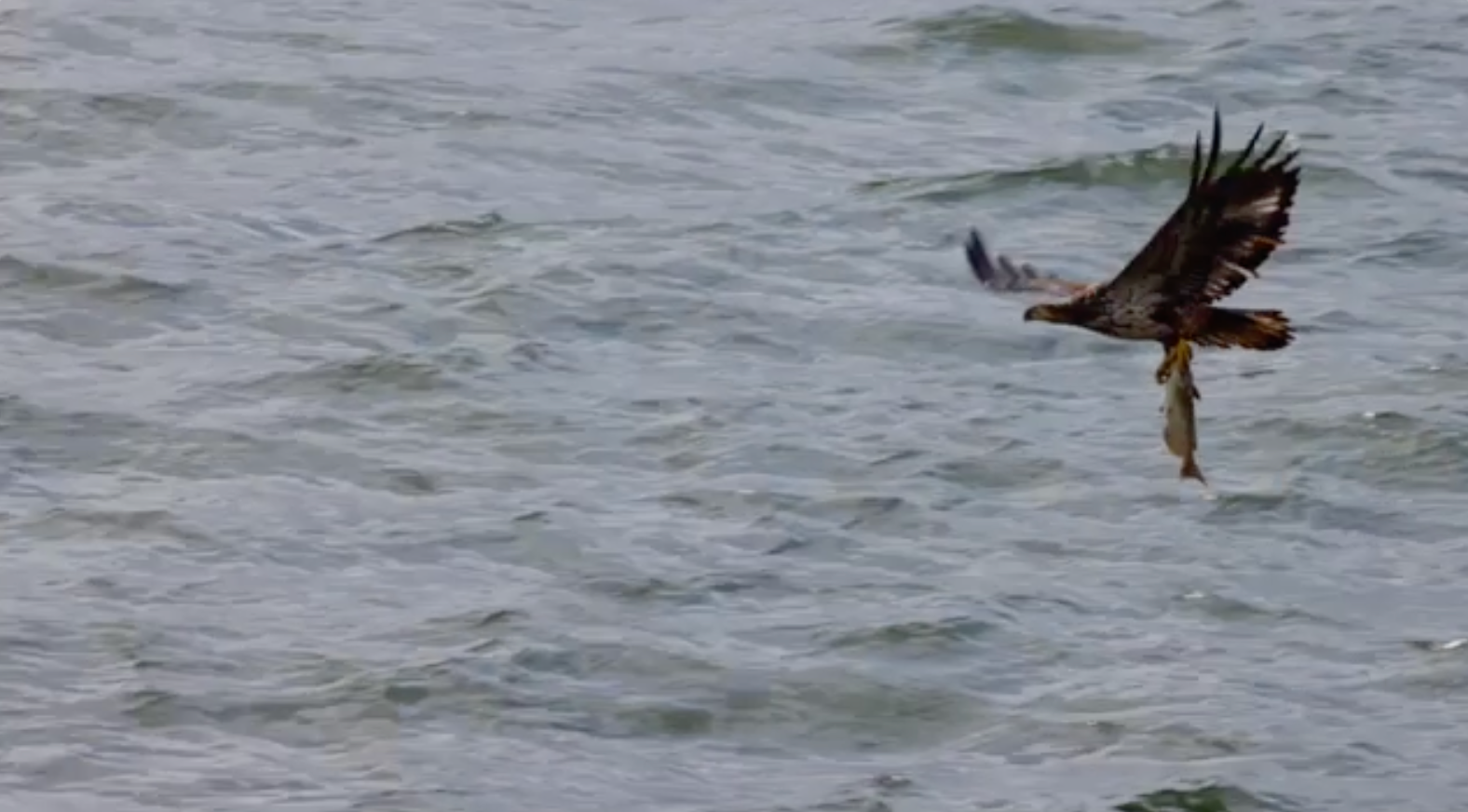 Eagle with Lunch 80KArt.studio.png