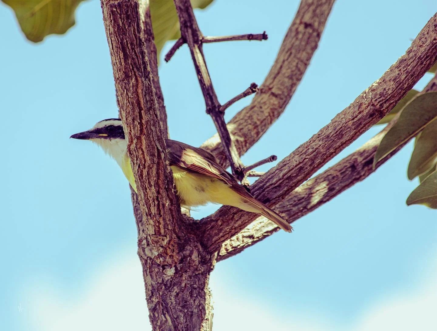 .
Novo quadro na @urbanarts “Bem-que-te-vi”, da série Olhares. Todo dia ele pousa na mesma árvore e tem só uma perninha.
Disponível em vários tamanhos e acabamentos nas galerias/site da Urban Arts! Link