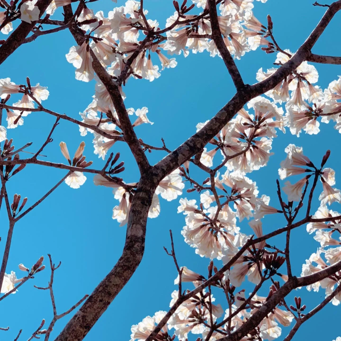 .
Arte “Florada de Ipê”.
Série Olhares. 
Disponível em vários tamanhos e acabamentos nas galerias/site da Urban Arts! Link na bio!
#urbanarts #urbanartsbrasilia #digitalart #instafollow #colors #decor #decorac