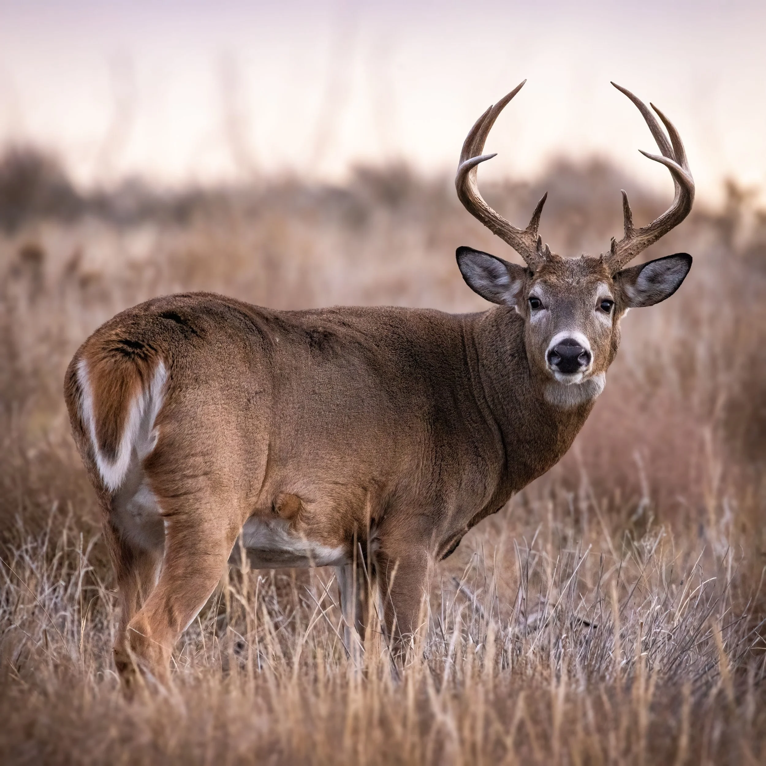 A white-tailed deer with antlers standing in a field of tall grass.