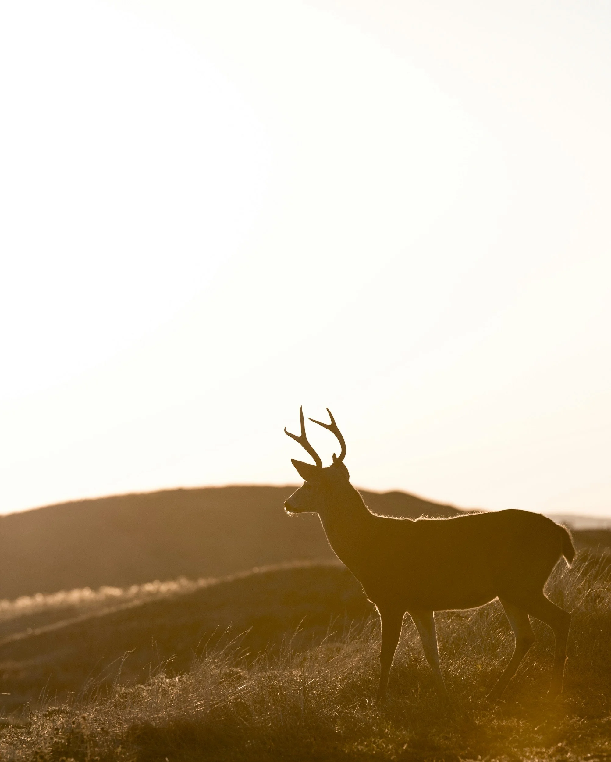 Silhouette of a deer with antlers standing on a grassy hill at sunrise or sunset, with a hilly landscape in the background.