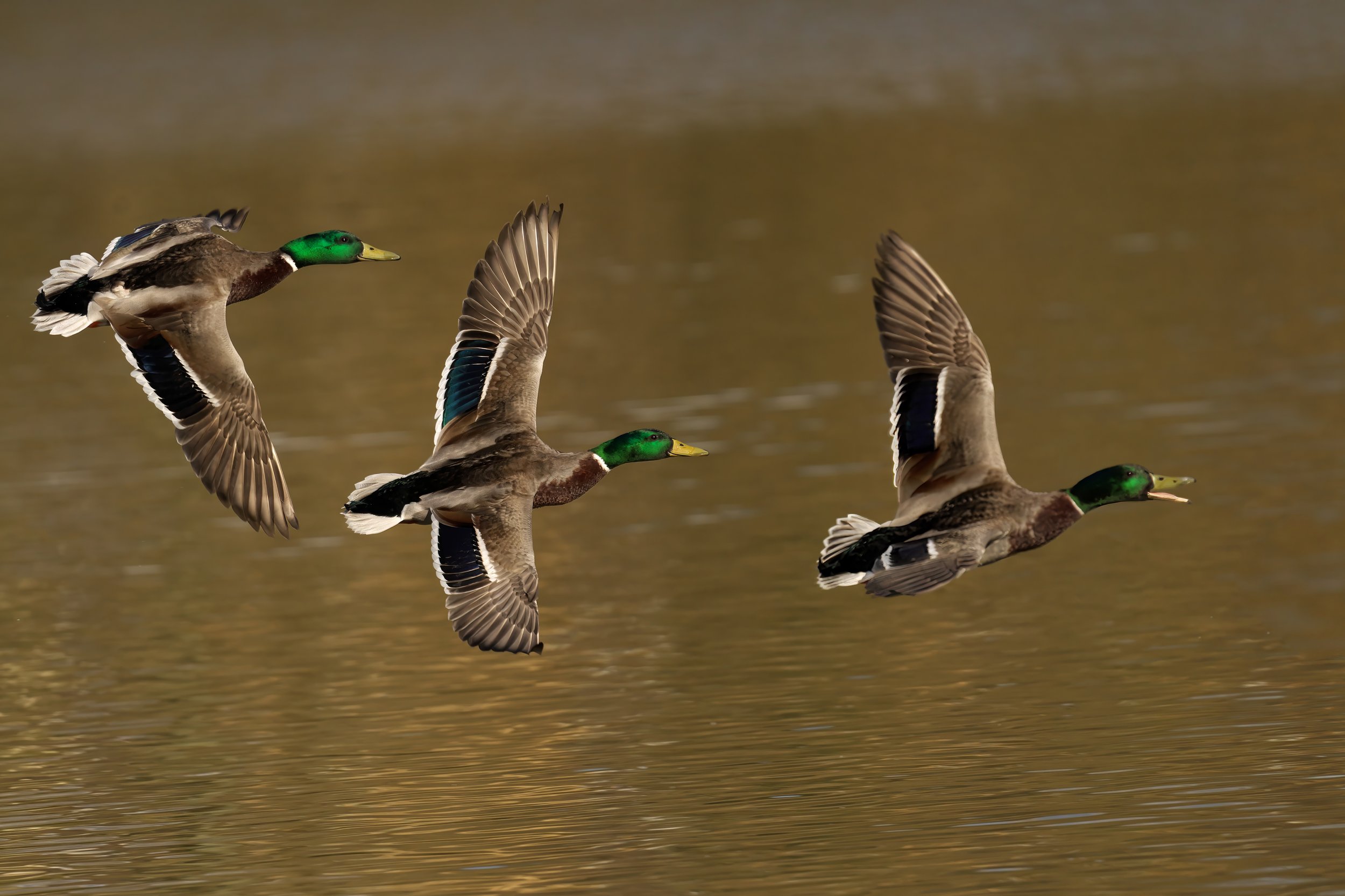 mallard ducks flying