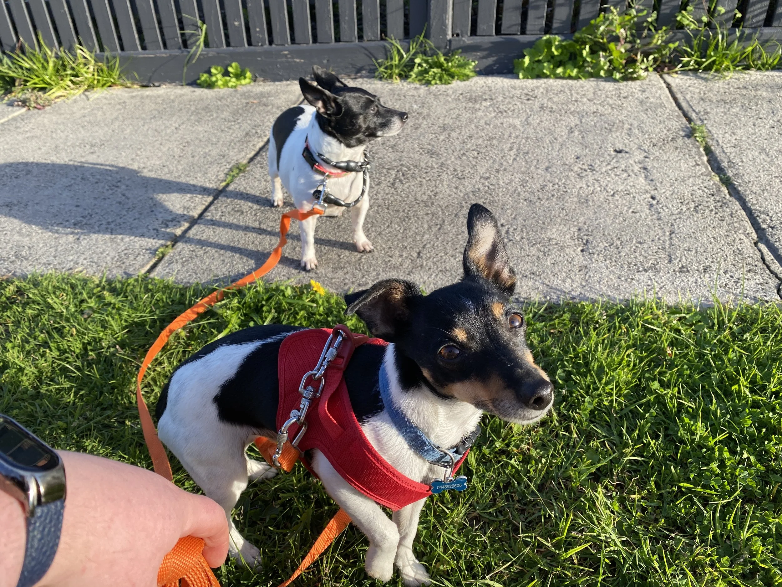 A 101 on walking your reactive dog