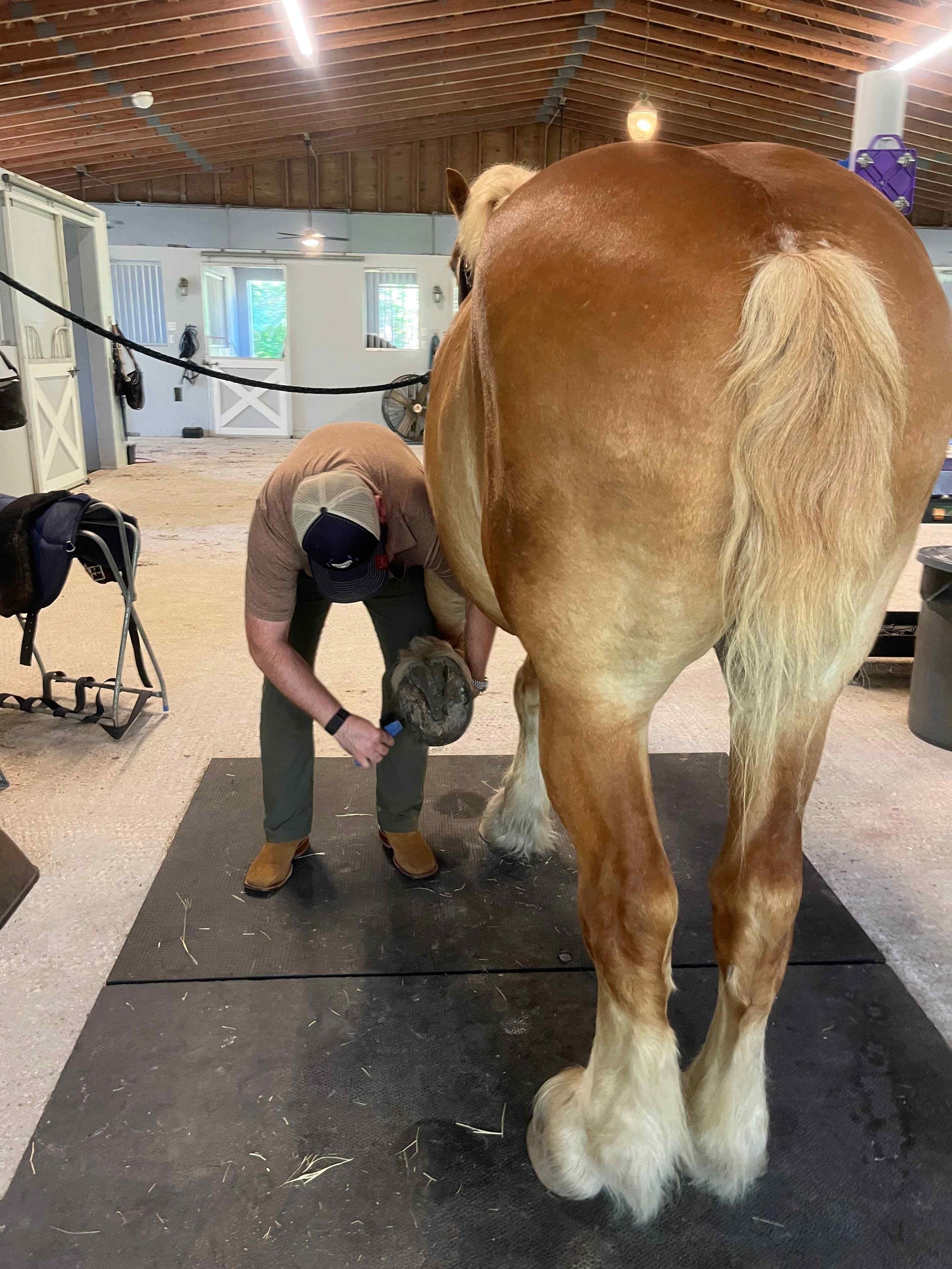 Checking a horse’s hoof before a training session at Collins Cattle & Grove.