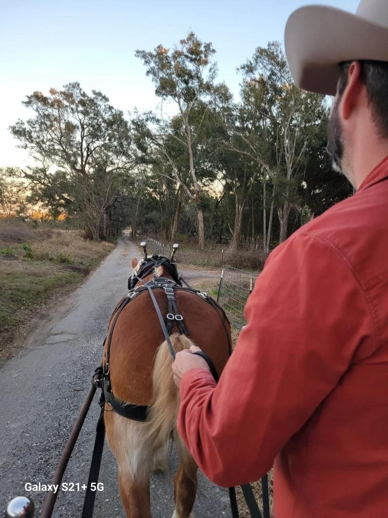 Alt text: Training to drive a horse-drawn wagon at Collins Cattle & Grove.