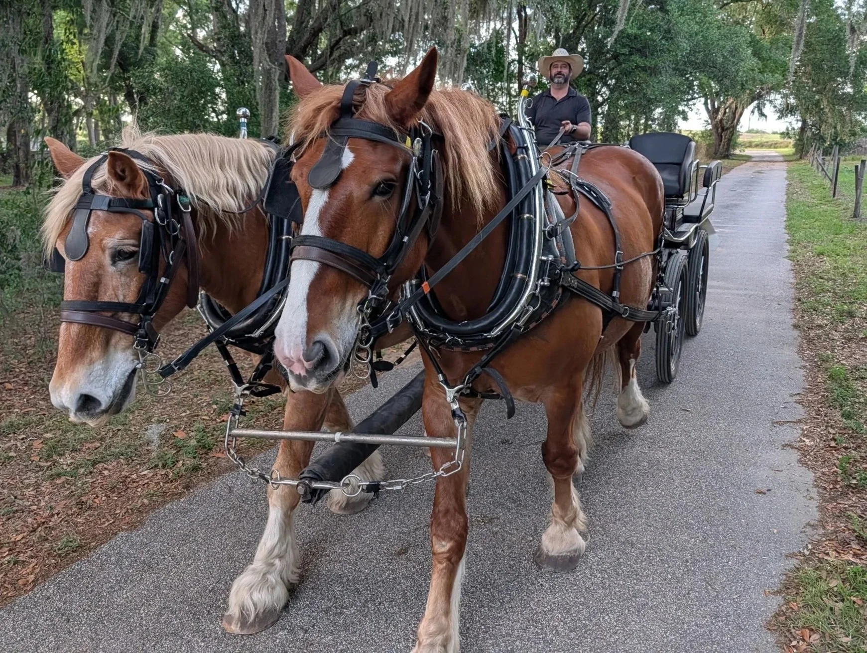 Doug and Prince hitched to a carriage during horse-drawn wagon driving training at Collins Cattle & Grove.