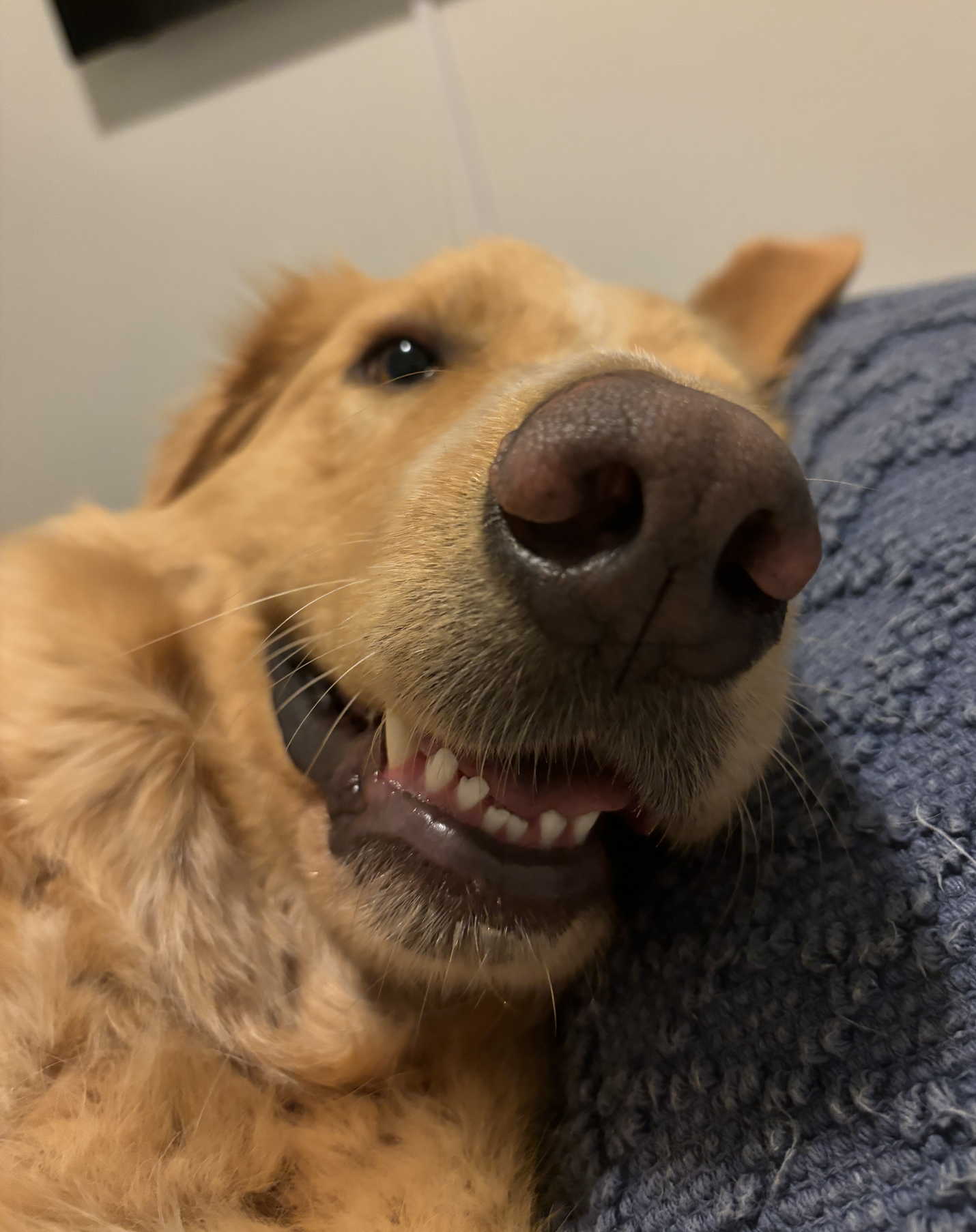Frankie 🐾