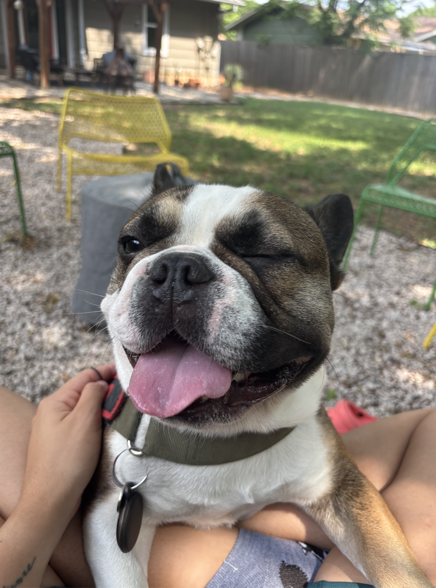 Tito 🐾
