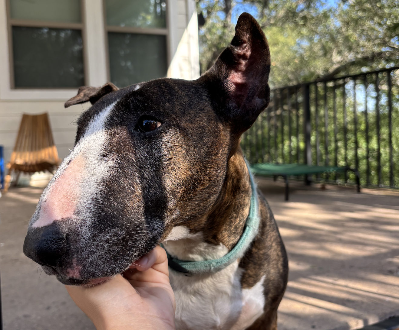 Bopo 🐾