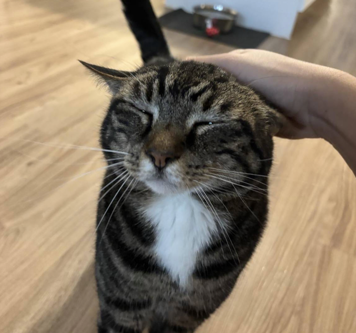 Moo 🐾