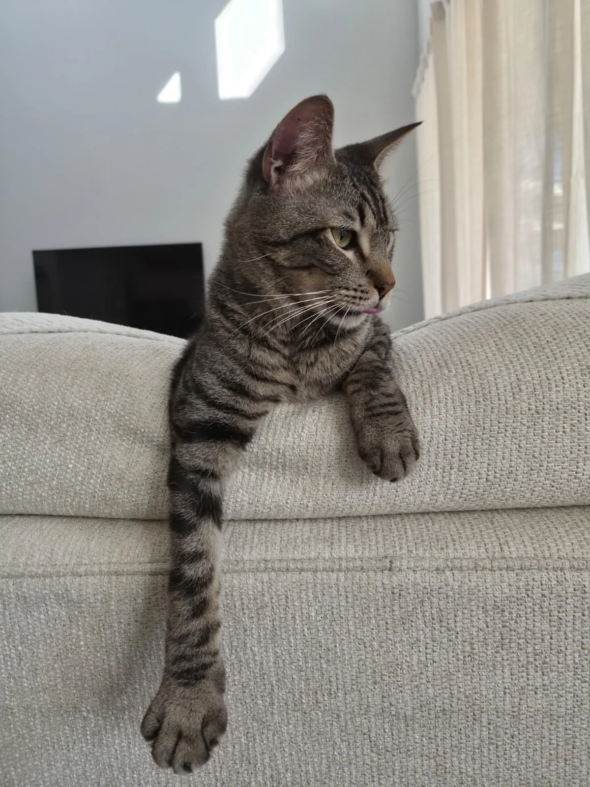 Ollie 🐾