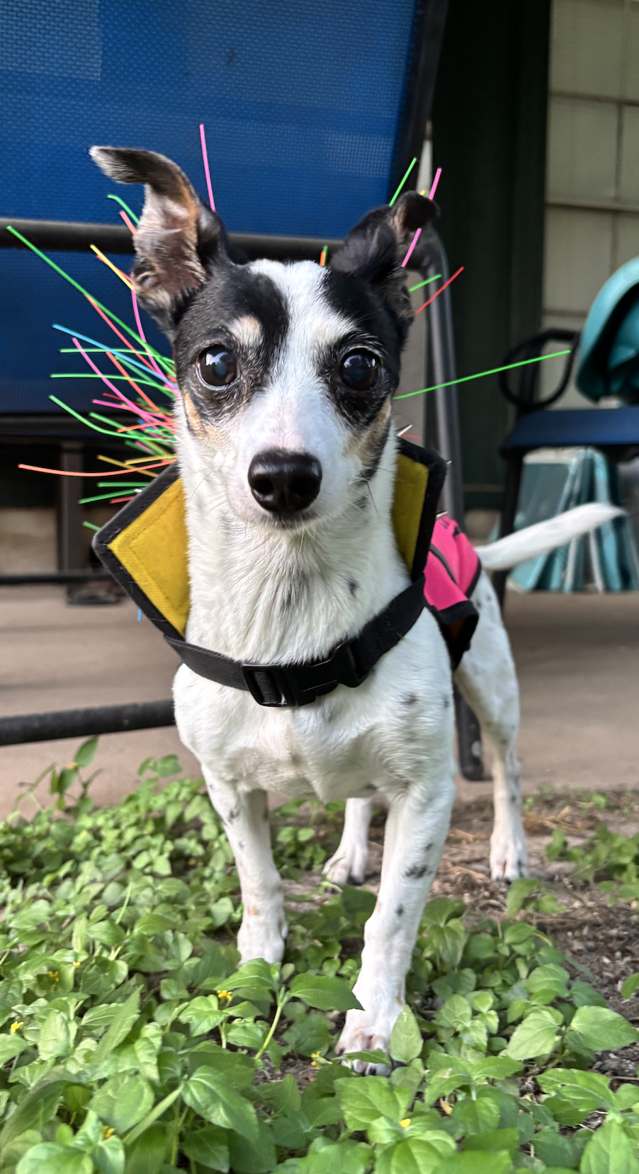 Mimi Elizabeth 🐾