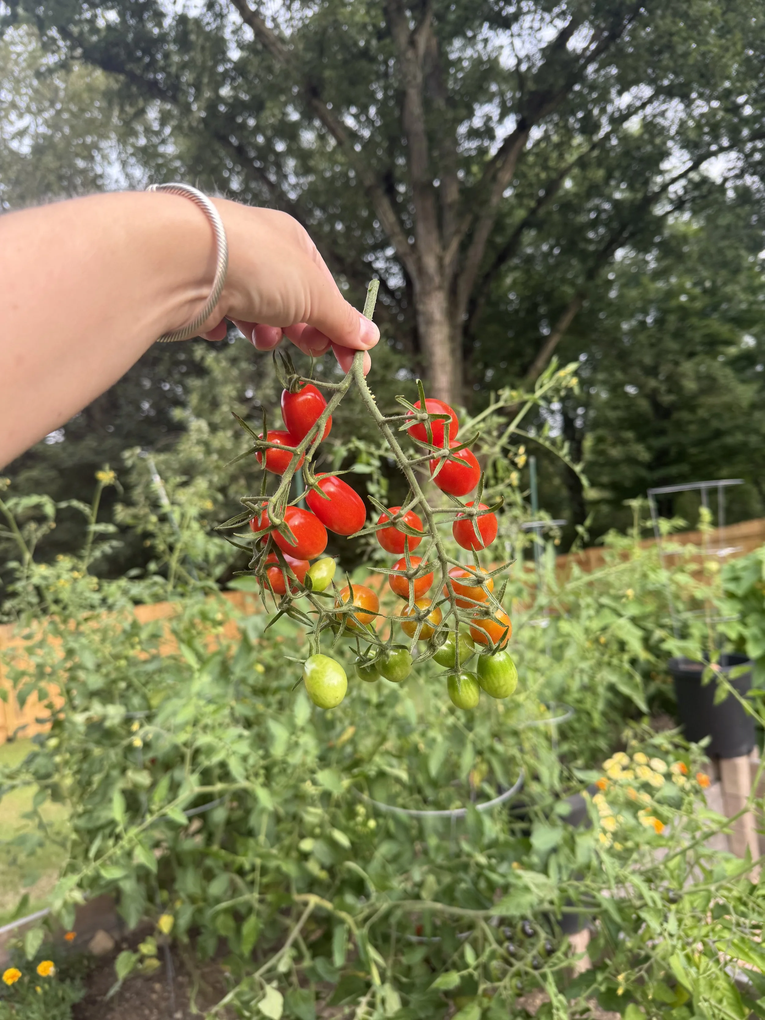 Garden Harvest