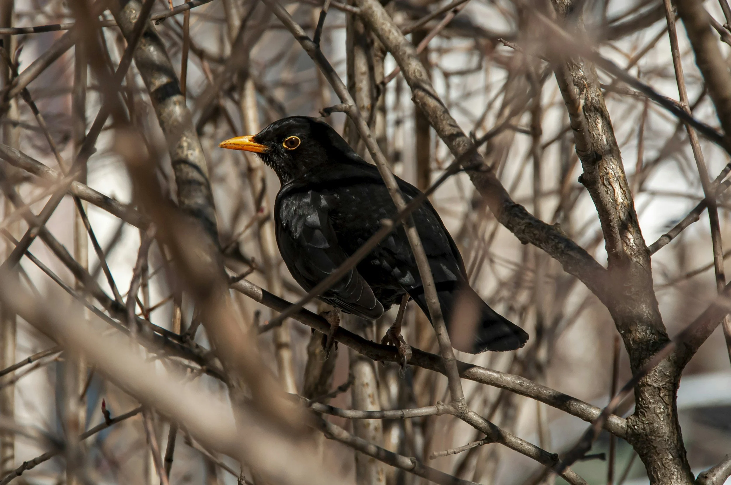 Blackbird Cafe - Open Mic