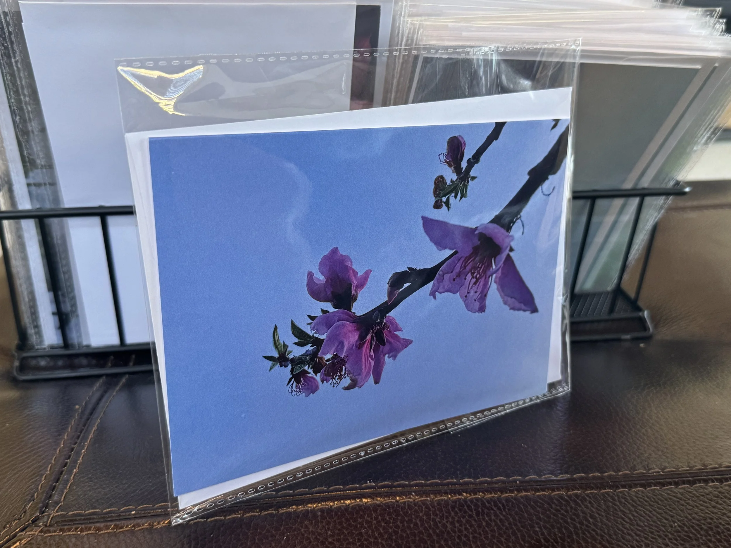 Pink Floweral in Blue Sky 5x7 Postcard