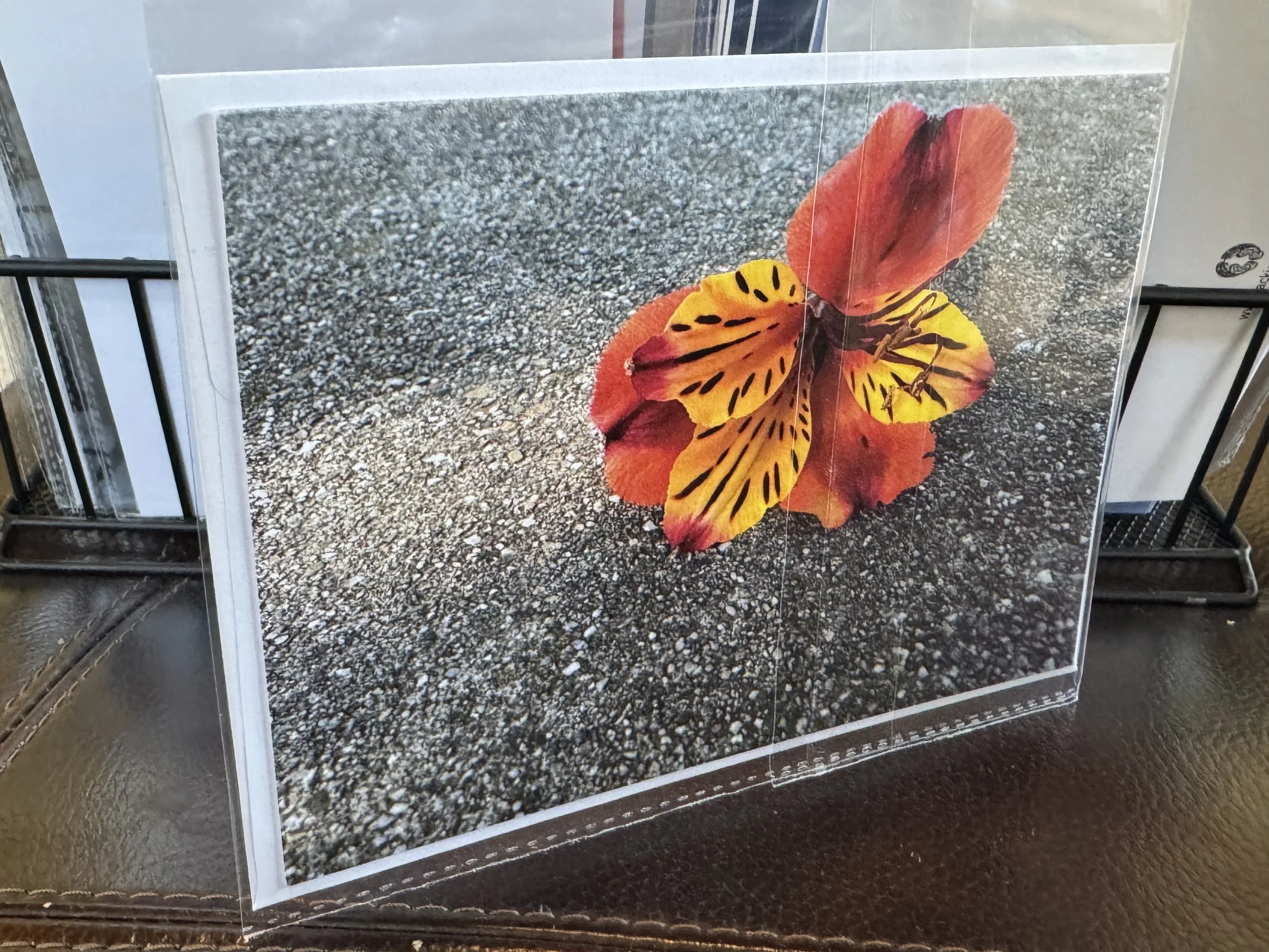 Orange Tiger 5x7 Postcard