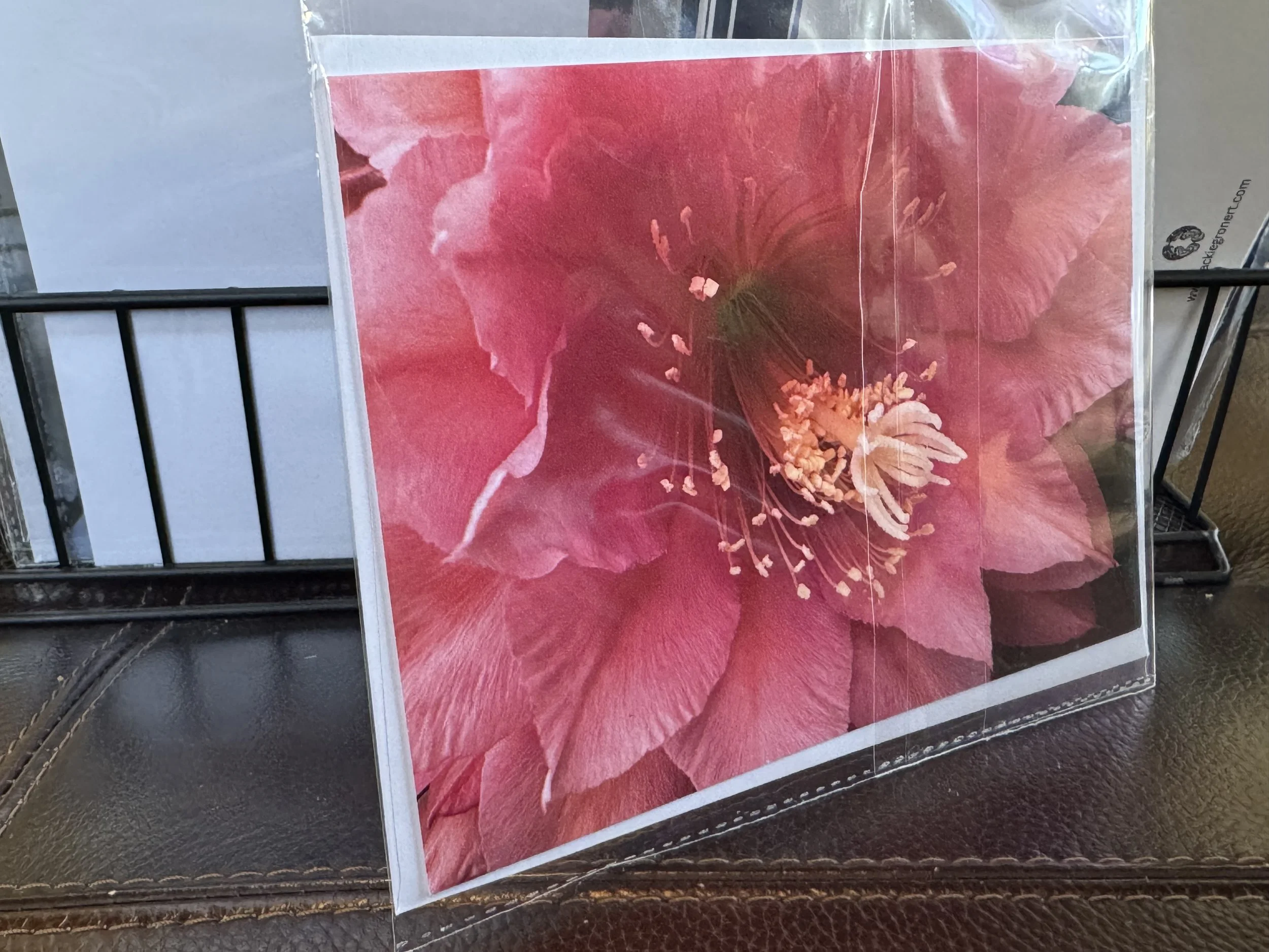 Cactus Orchid 5x7 Postcard