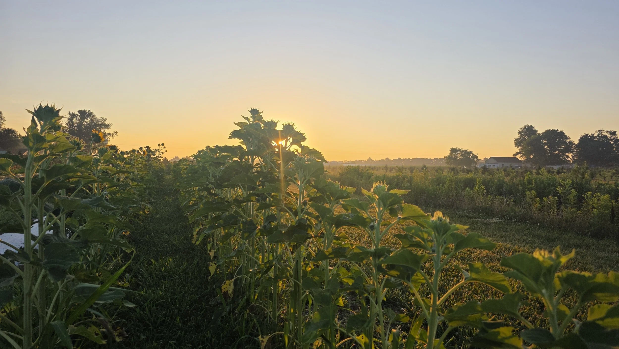 sunrise sunflowers.jpg