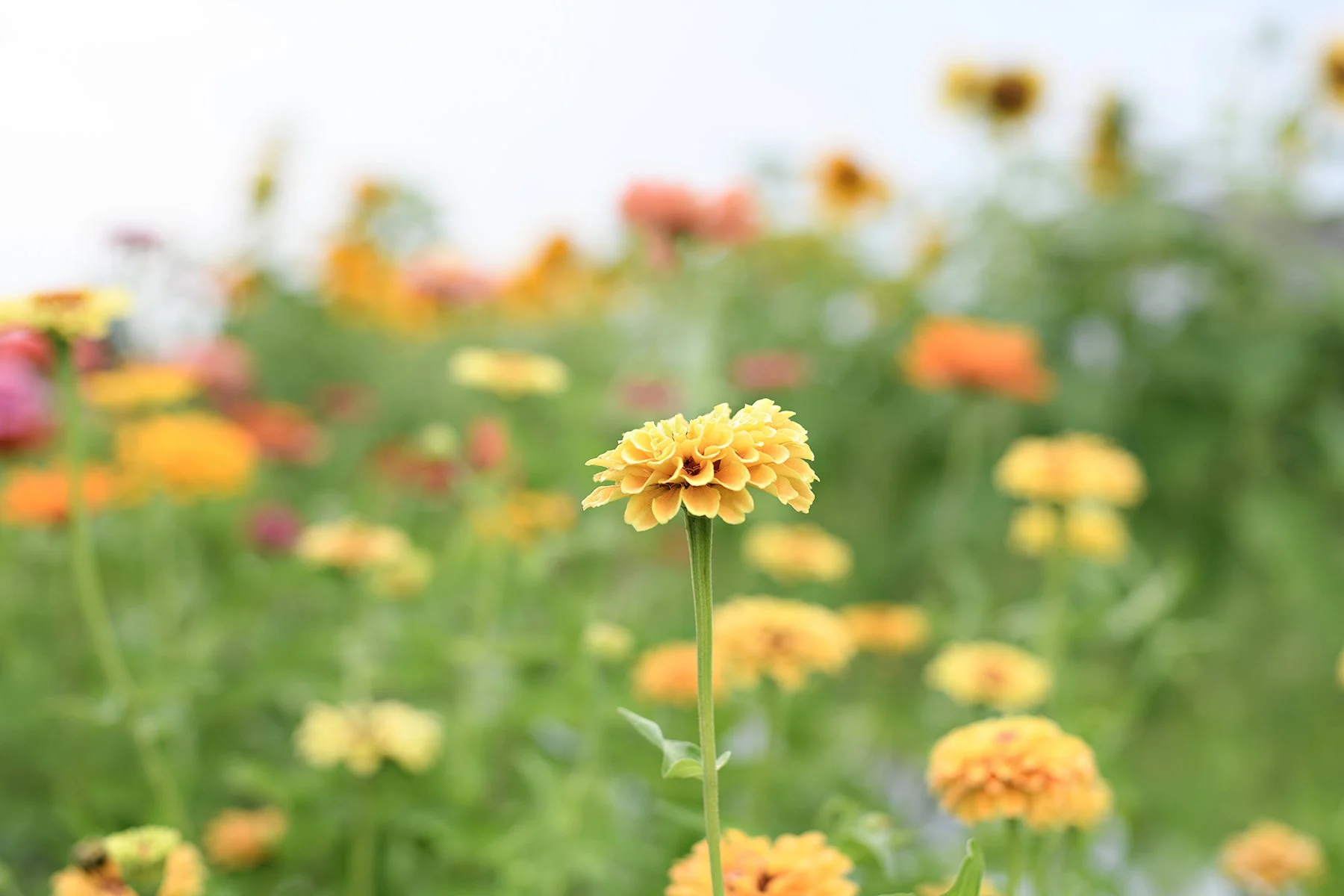 JMP_9411 Zinnias SM.jpg