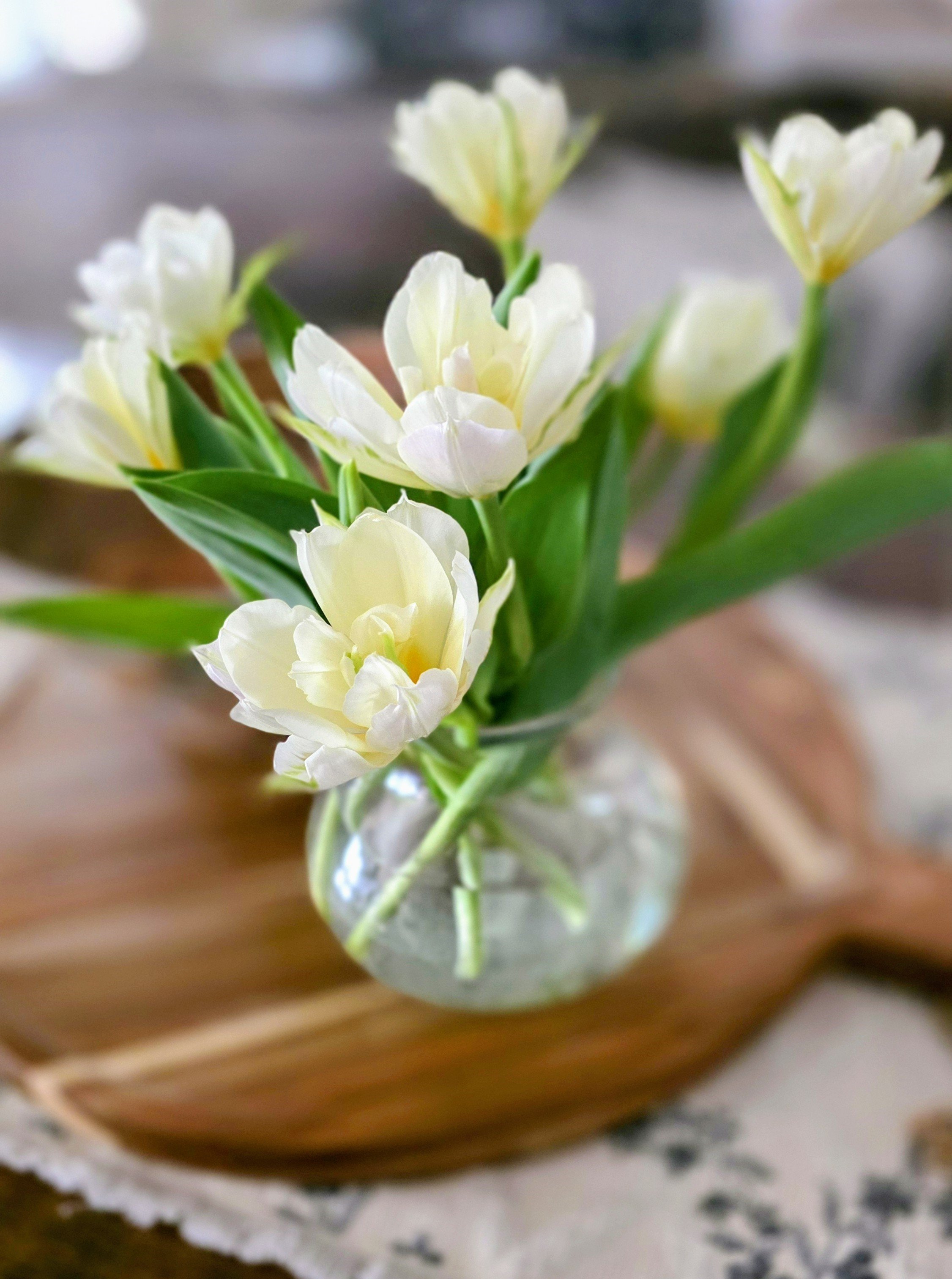 Exotic Emperor Tulip.jpg