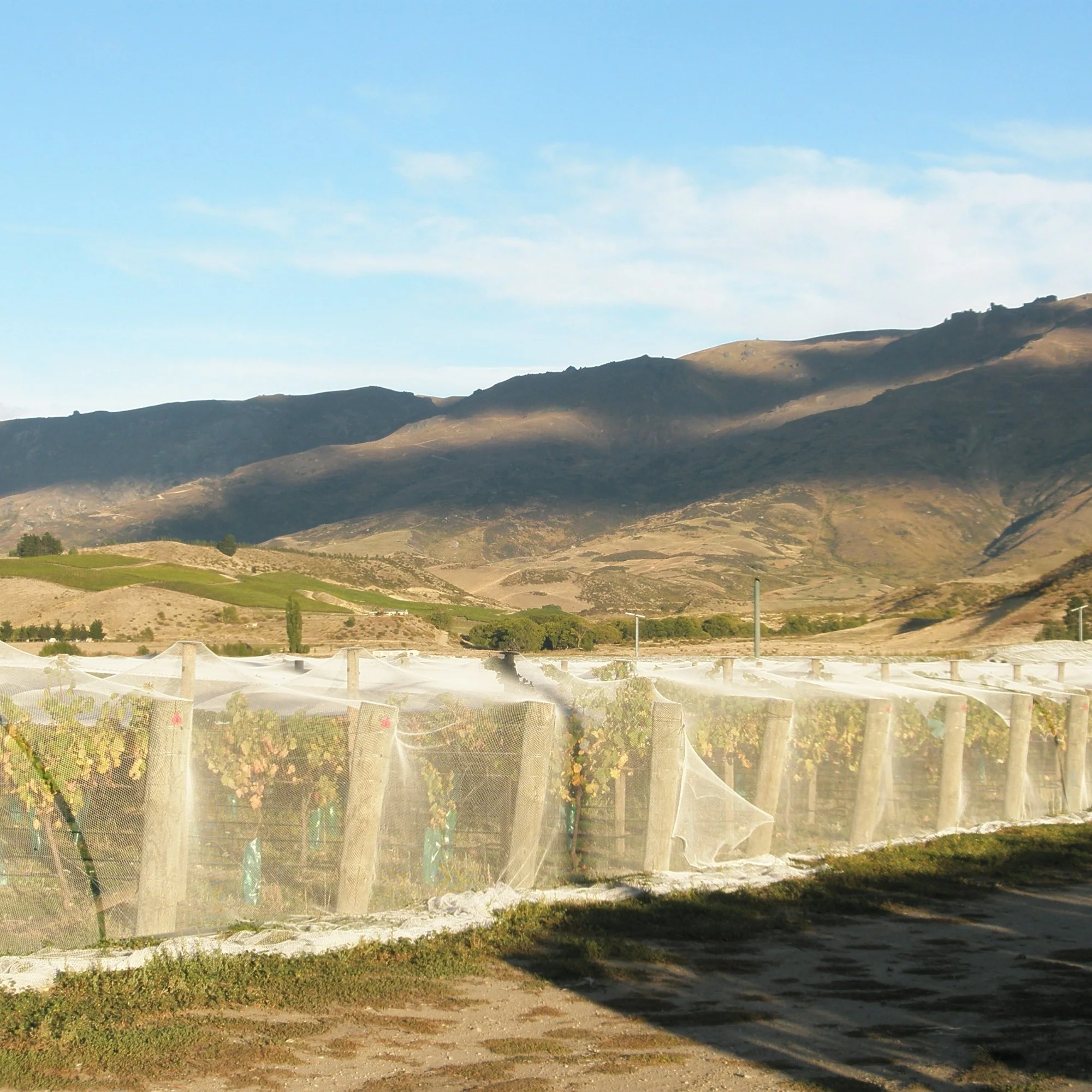 Multi-row drape nets - Bird protection netting installed over vineyard rows for crop protection