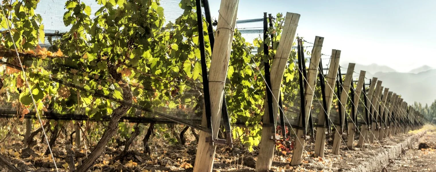 Vineyard with grapevines supported by wooden posts with side nets
