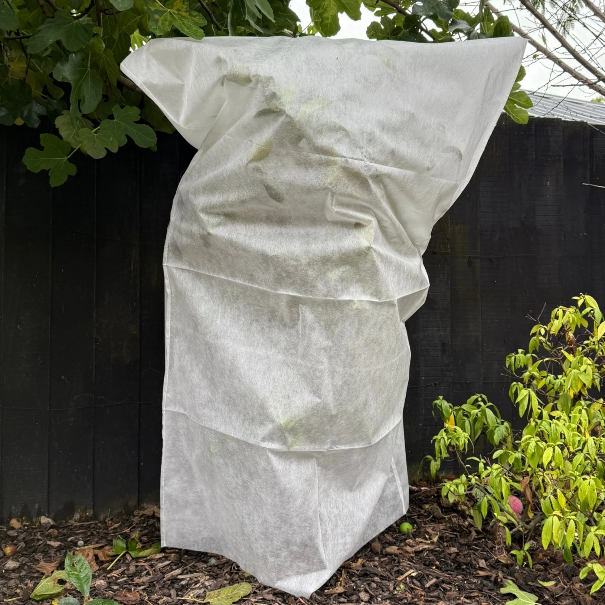 A plant covered with a white frost cover bag