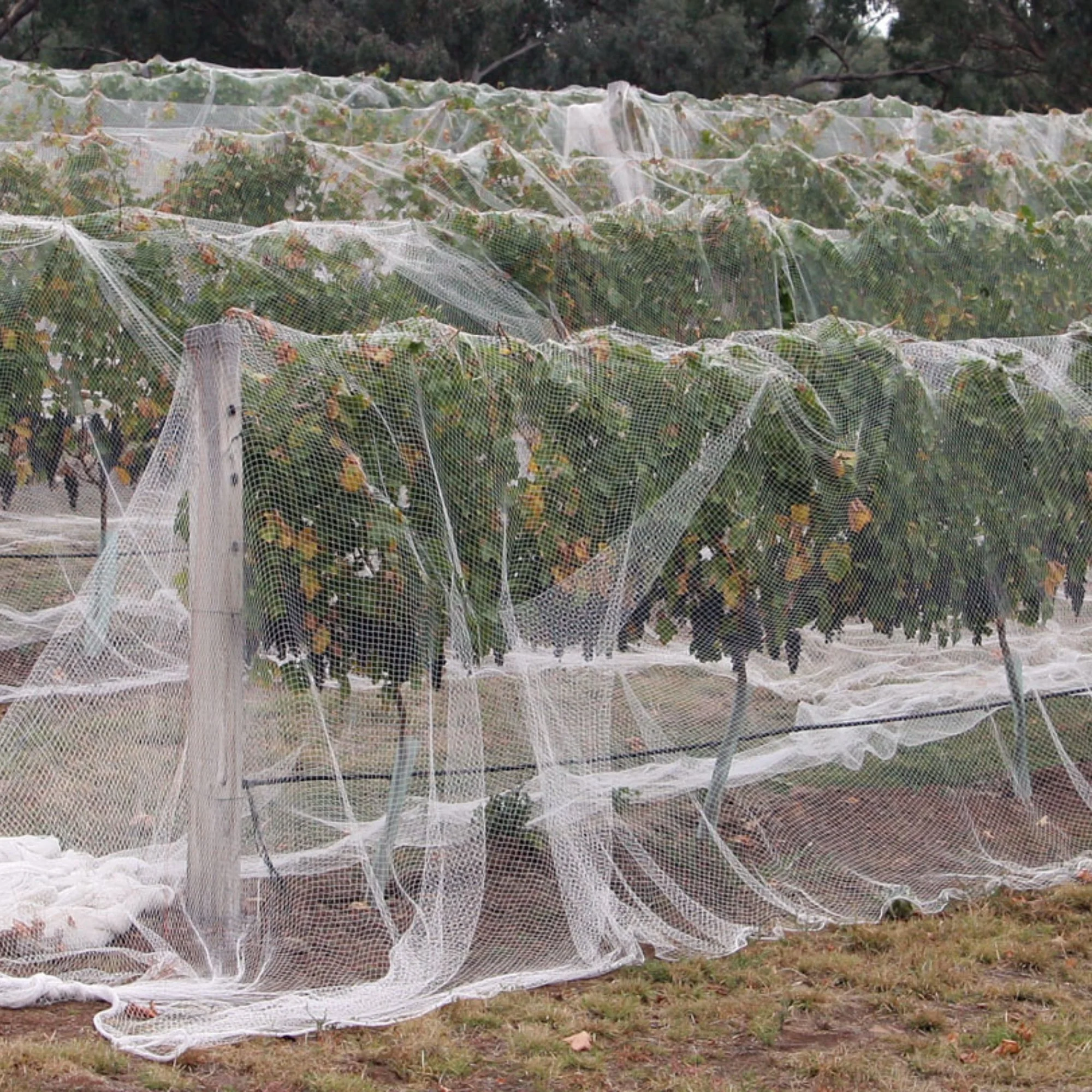 Farmers protect grapes with netting - Bird protection netting installed over vineyard rows for crop protection