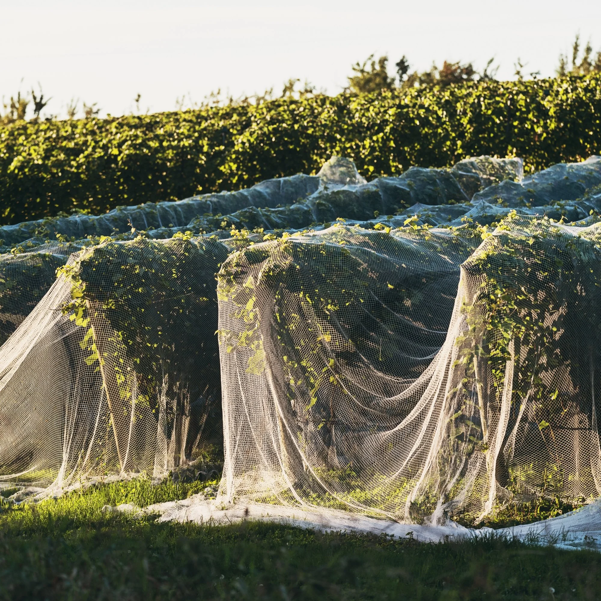 Vineyards with netting covers protecting grape crops, sunlight illuminating the scene.
