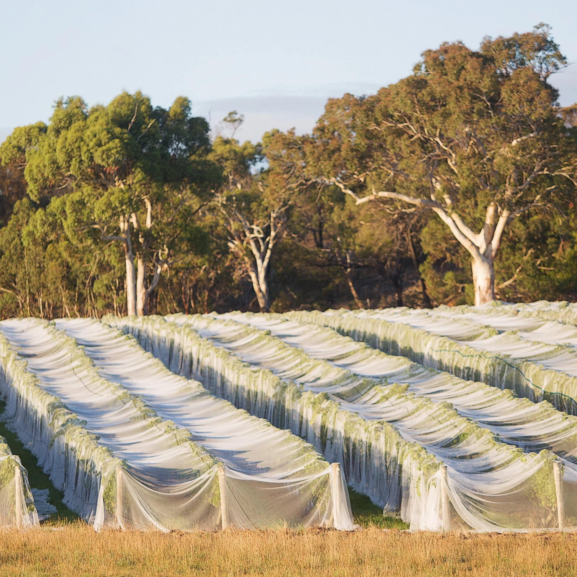 Multi-row drape nets - Bird protection netting installed over vineyard rows for crop protection