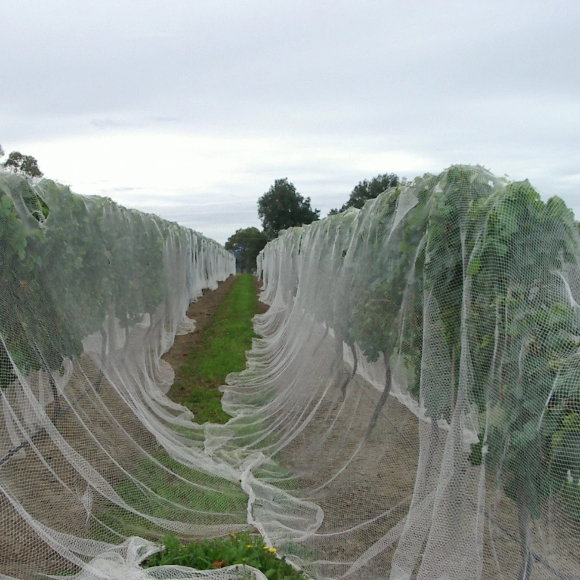 Drape nets - Bird Protection needing