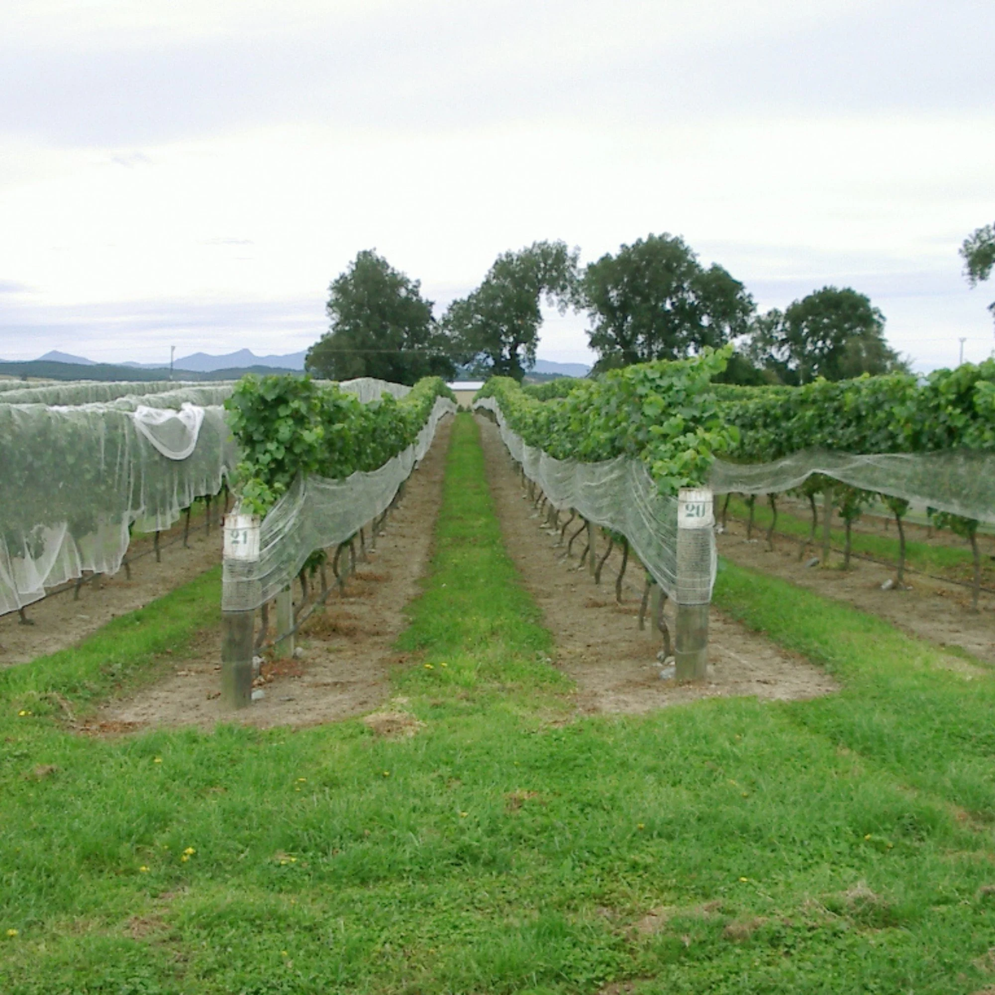 Side nets - Bird protection netting installed over vineyard rows for crop protection