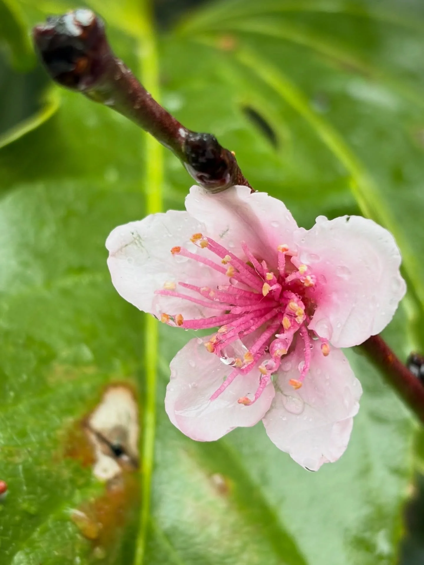 The epitome of Spring here at MBCC&hellip; the first blossoms on our infamous peach tree on a warm rainy day. 🌸💚🌧️💚
