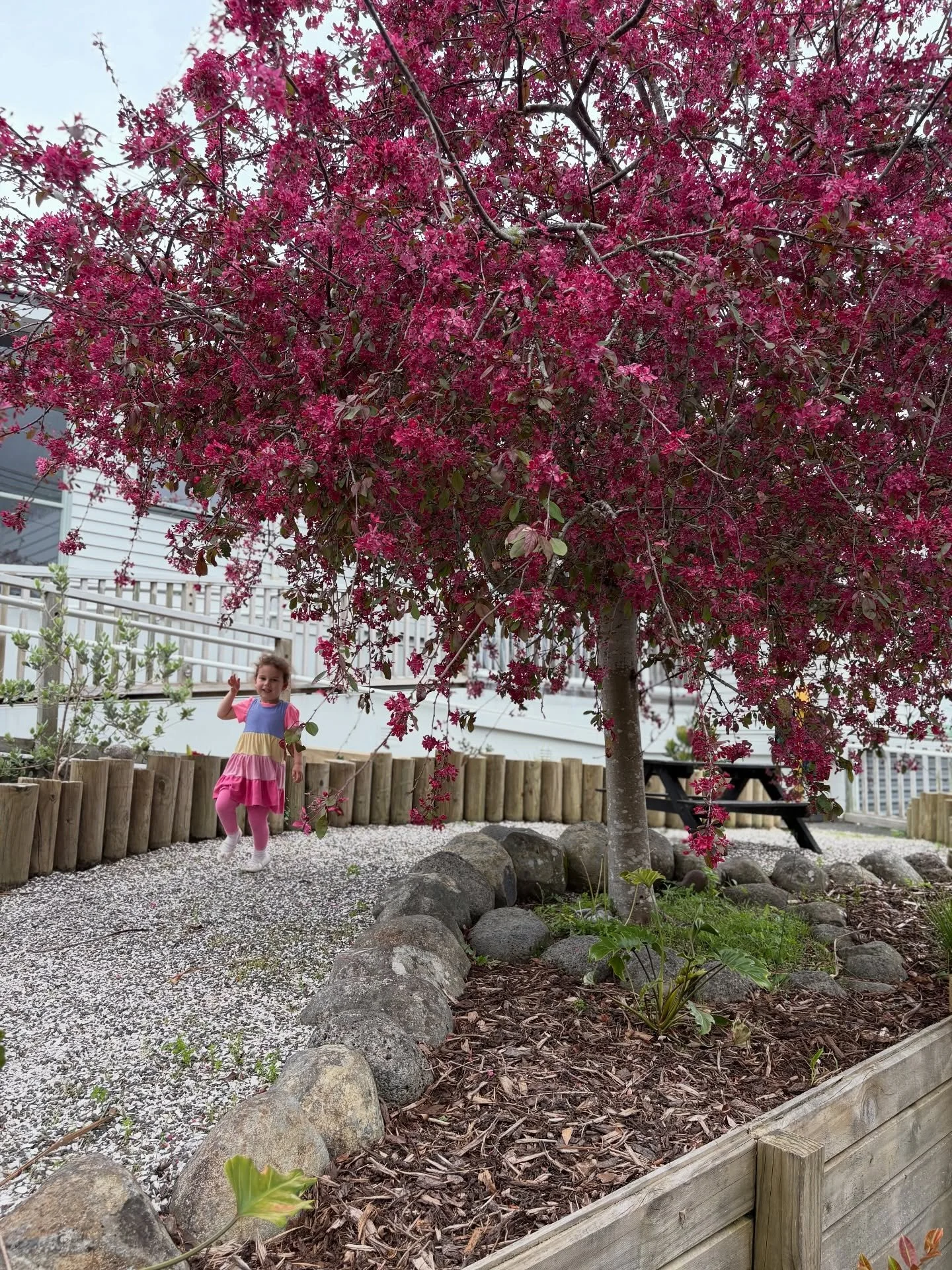 What a beautiful afternoon playing in our newly refreshed front garden where our stunning pink Cherry Blossom tree proudly stands here at MBCC. Immersed in nature, stirring a magic potion in the bird bath, climbing trees and enjoying the sensory rich