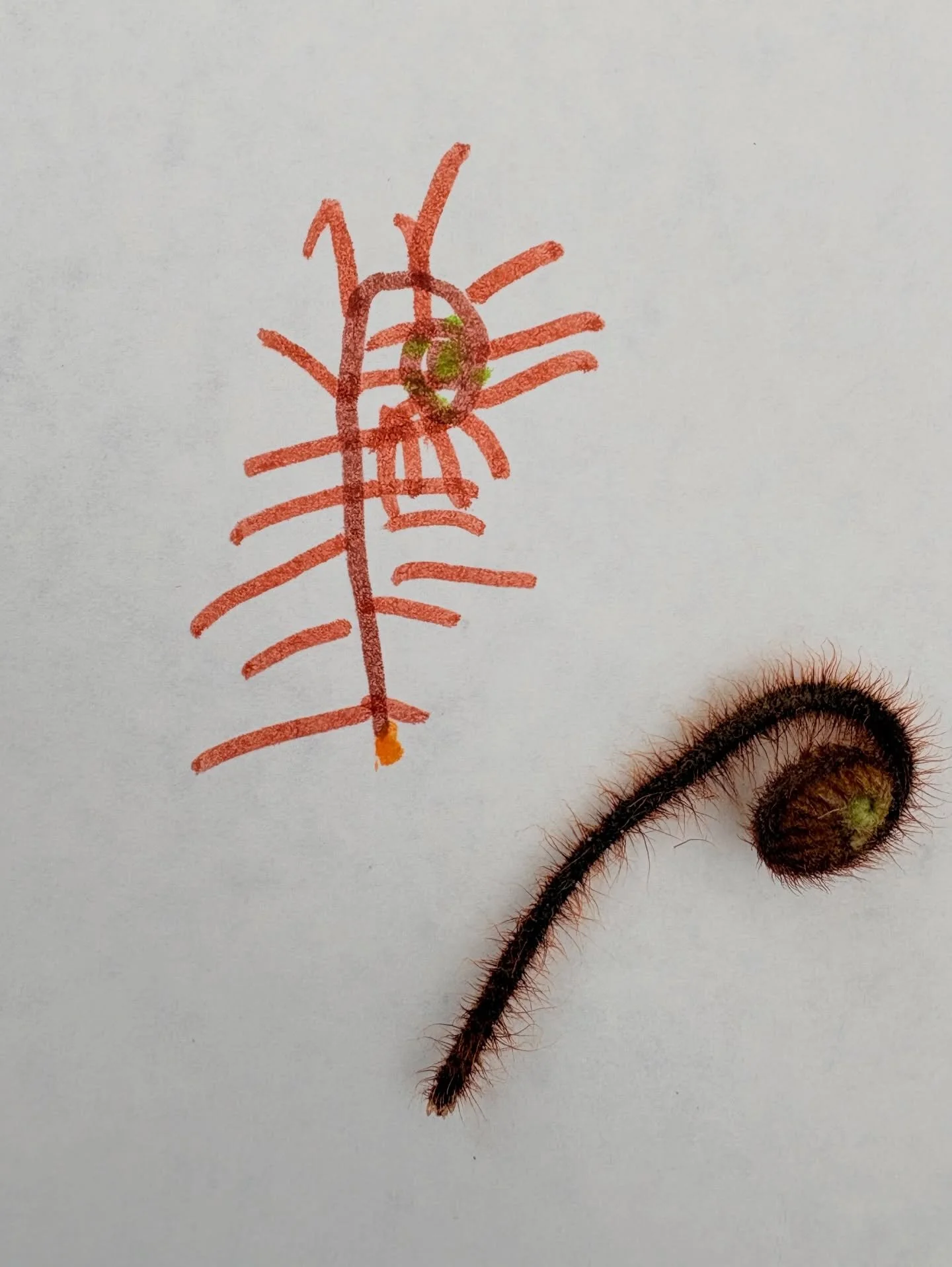 A special little natural taonga brought from home was the inspiration for Tilly’s art work this morning on arrival. How beautiful are the details on baby ponga fronds? ๐๐ฑ๐